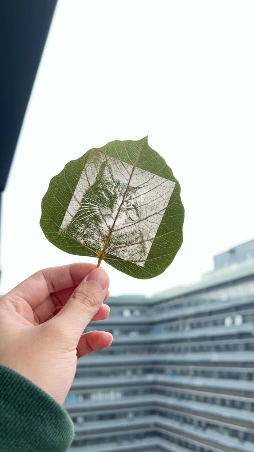 laser engraving photo on leaf